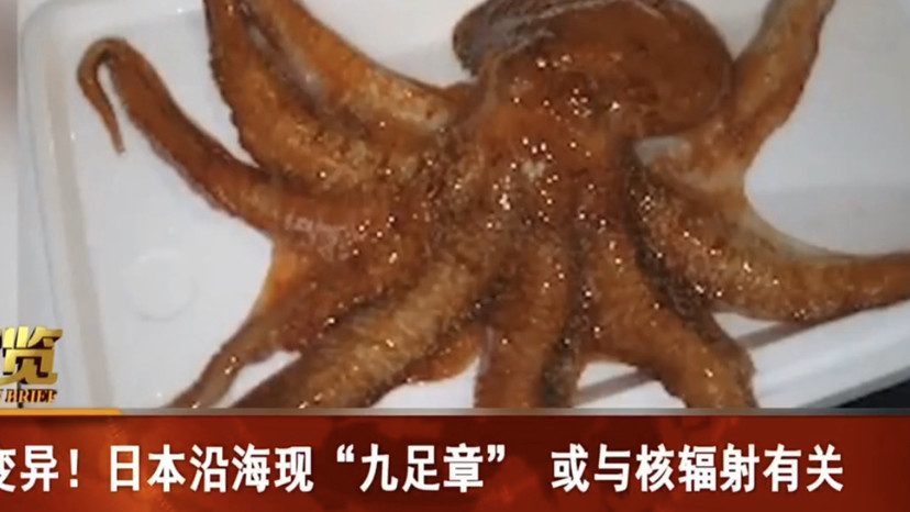 日本沿海出现九足章鱼,这个变异可能与核辐射有关_腾讯新闻