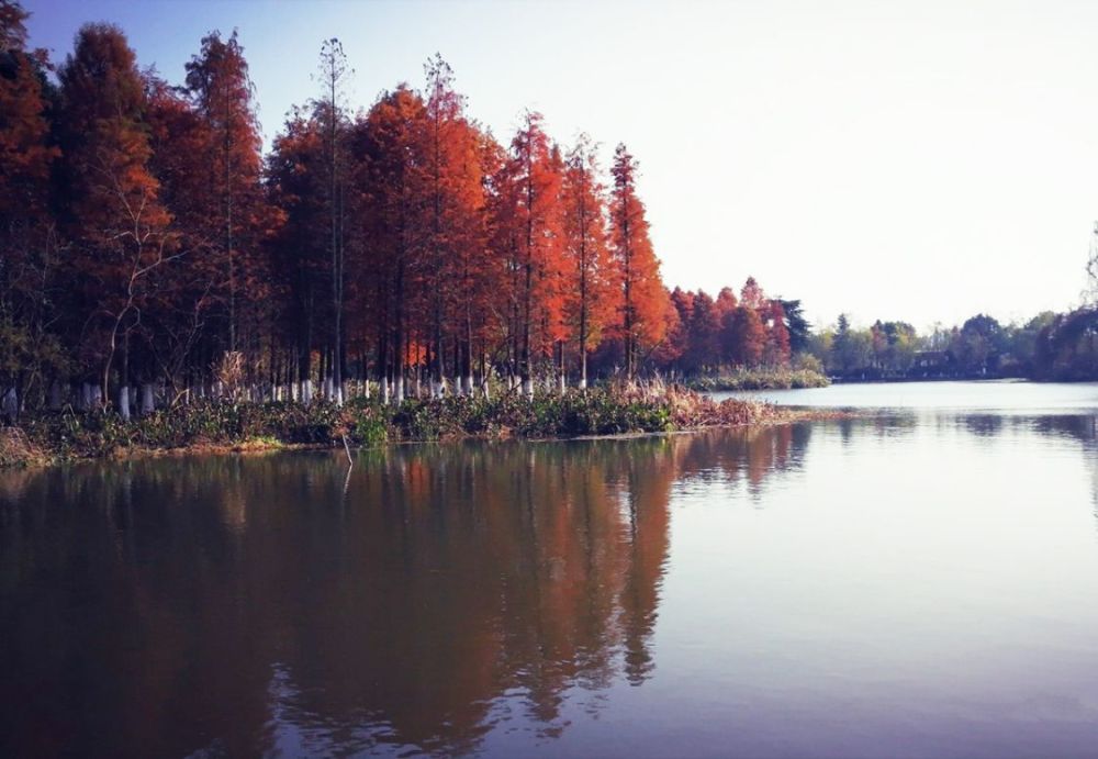 水杉正红,宁波九处水杉林,任君游赏