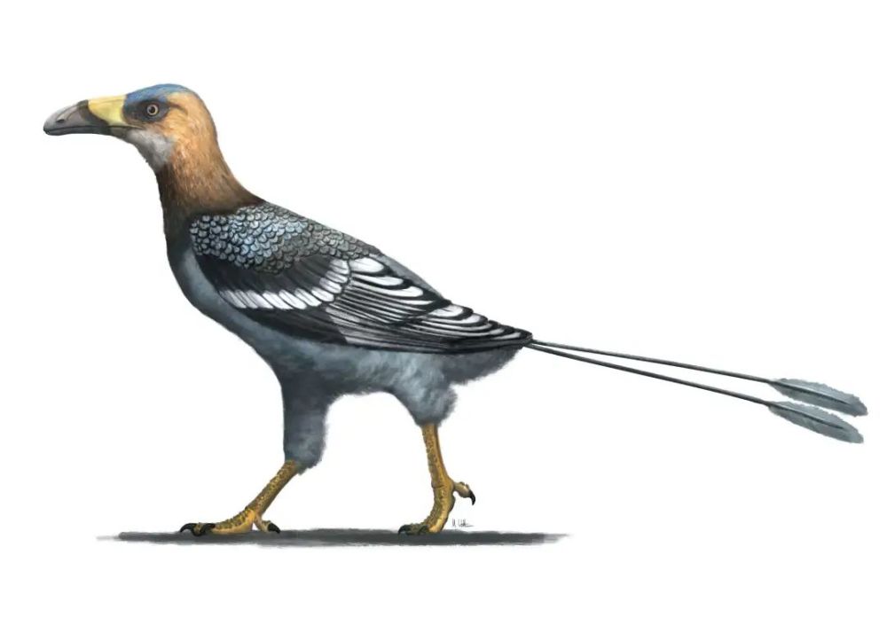 作者总结表示,falcatakely forsterae展示了中生代鸟喙的多样性.