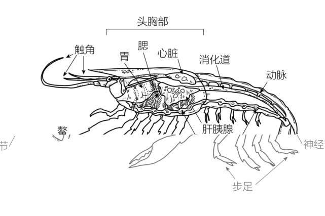 这离不开新结构的有机整合 图片来源:谭超化石保存了麒麟虾修长的