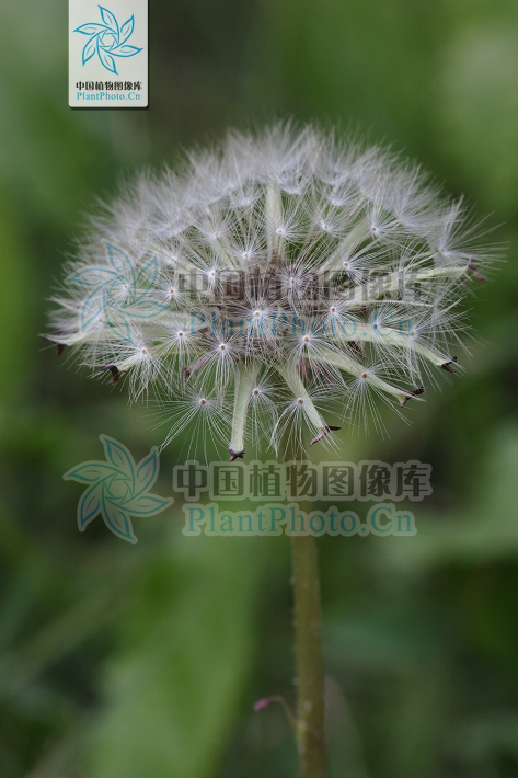【专栏】每日赏草:蒲公英