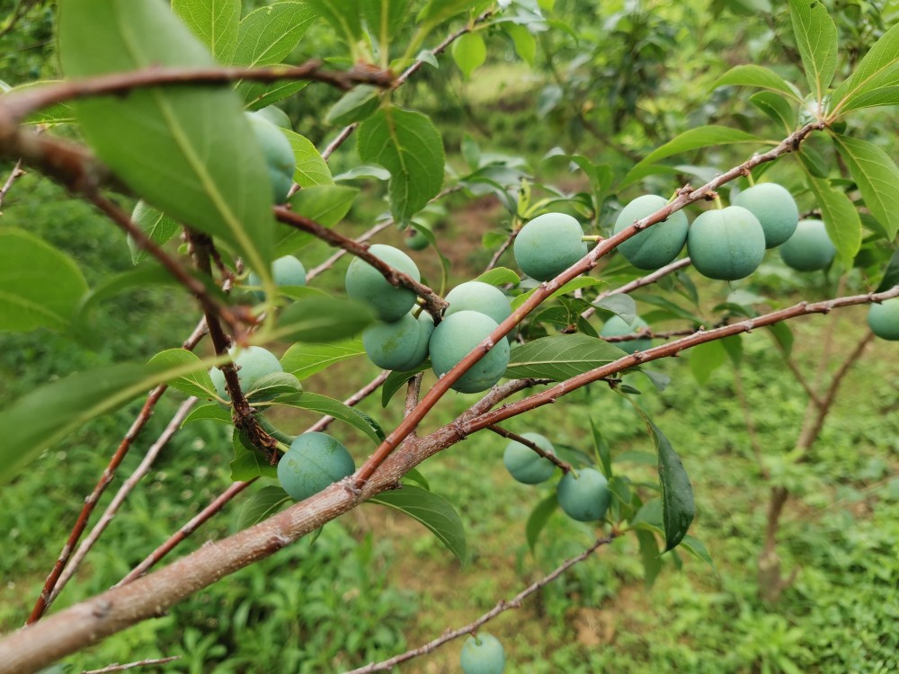 果园里面有大量的针蜂危害果实,怎么防治?这个方法无农药残留