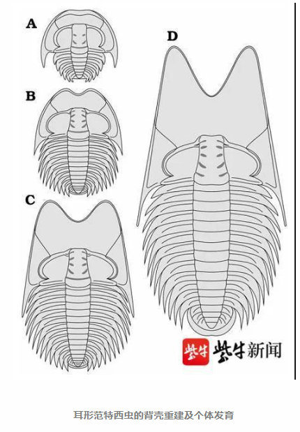 南京古生物所专家将5亿年前三叶虫命名为"范特西虫" 真和周杰伦有关!