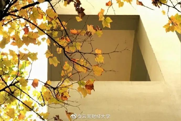 网友公认云南最美校花校草刷屏你见过吗