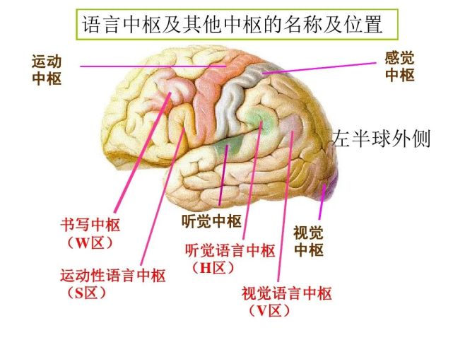 说,写,不能读)听觉性语言中枢听觉性失语症(能说,写,读,不能听)运动性