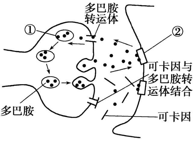 吸食的可卡因进入突触间隙后会使下一个