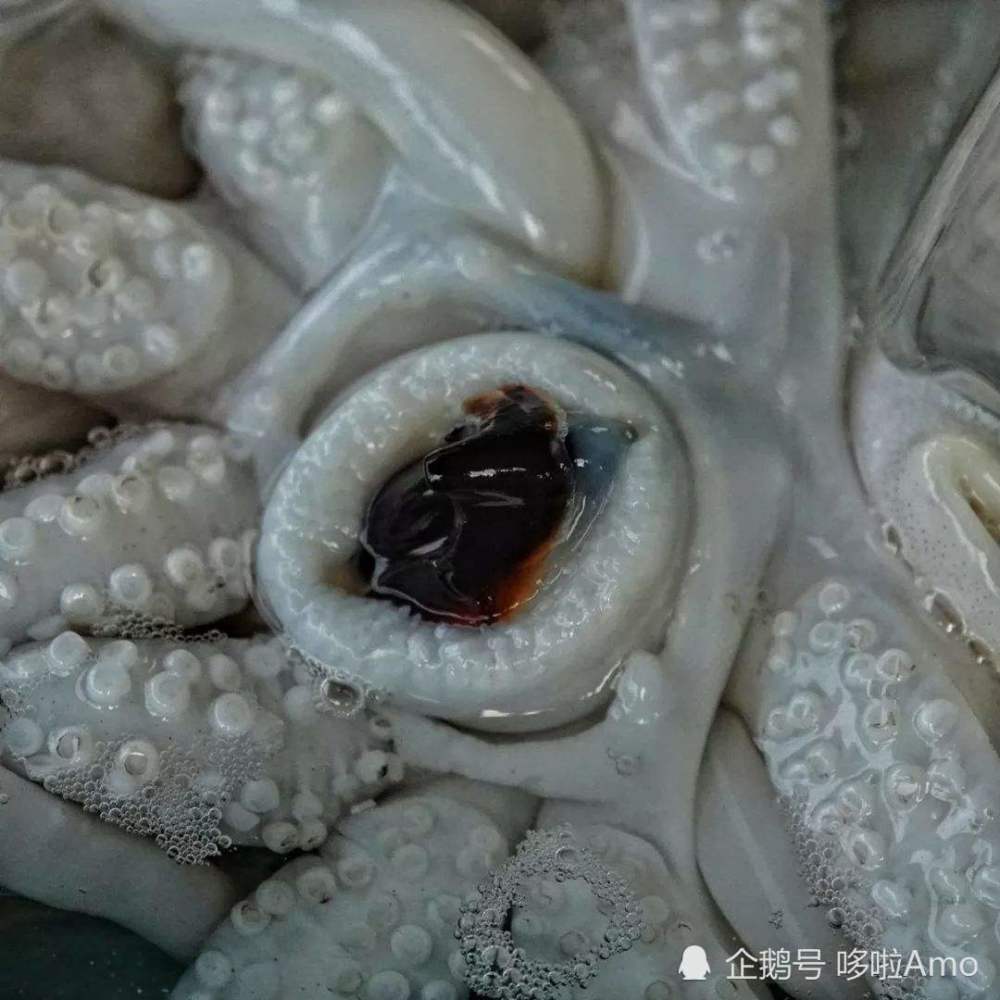 章鱼的牙齿