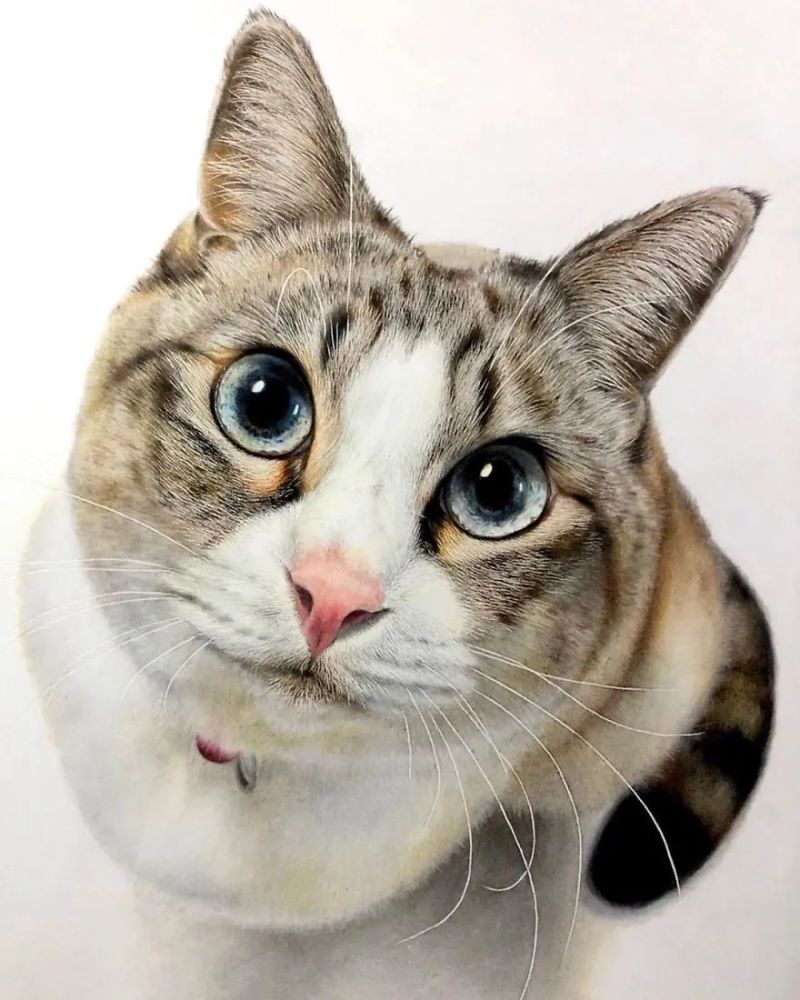 23张绝美的猫咪图片,你敢相信这是用铅笔画出来的吗?