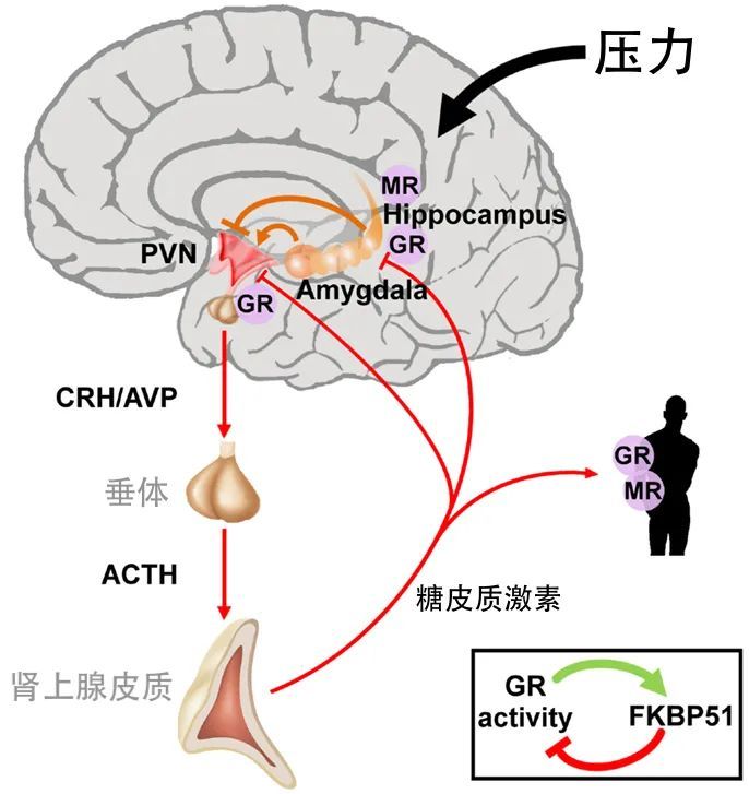 应激时下丘脑-垂体-肾上腺(hpa)轴反应及其对大脑的影响