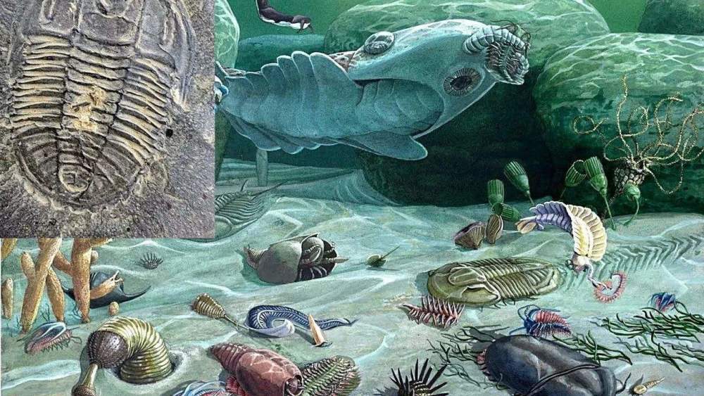 海绵这种最原始的海洋生物,是如何"摆脱"大脑的?