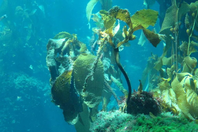 棕色海藻减少海洋酸化
