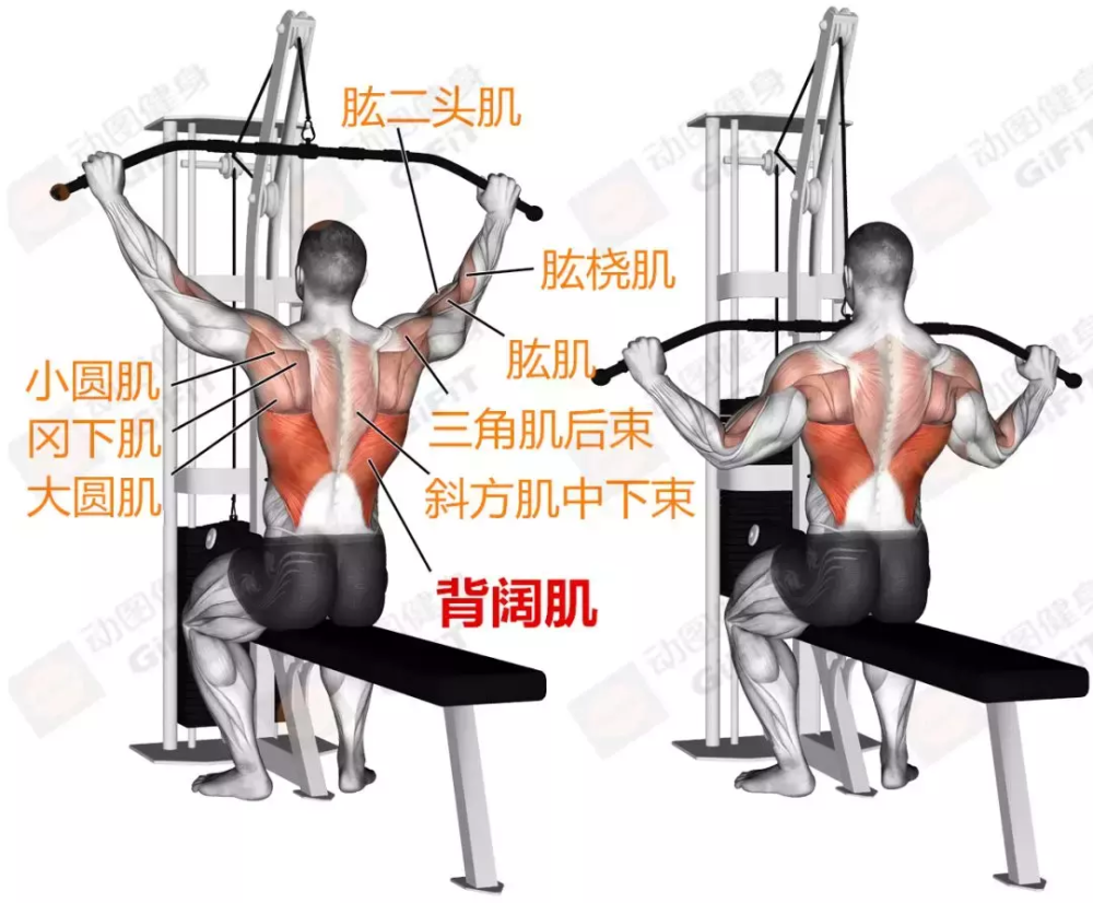 3个动作强化背肌,让你练出宽厚的背部线条!_腾讯新闻