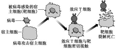 结果:效应t细胞可以与靶细胞密切接触,使其裂解死亡,释放出抗原,最终