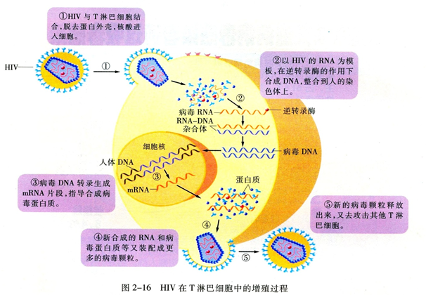 (4)传播途径:血液传播,性接触传播,母婴传播(3)发病机理:hiv病毒进入