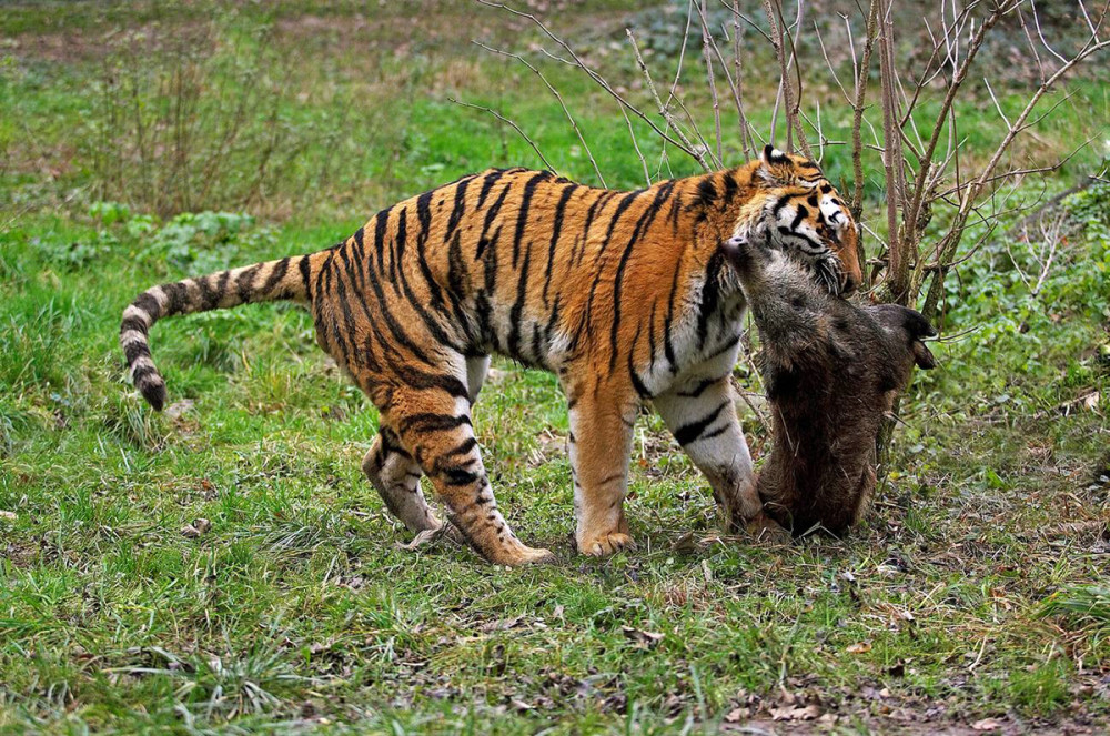 理论上,东北虎吃黑熊,比东北虎跟棕熊打架还罕见
