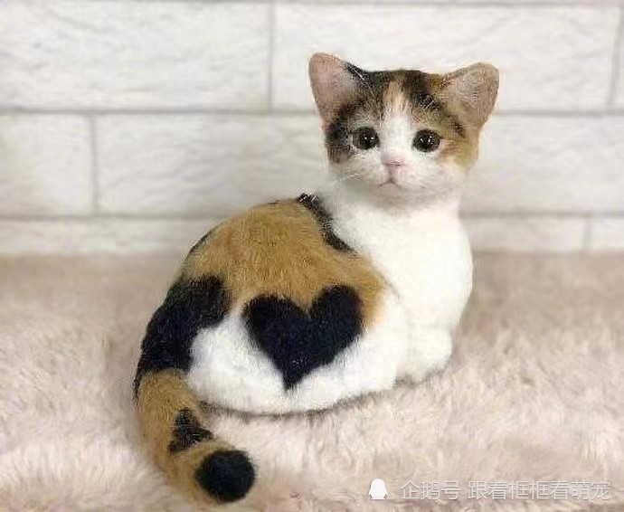 猫咪这些猫咪太有爱了吧比心