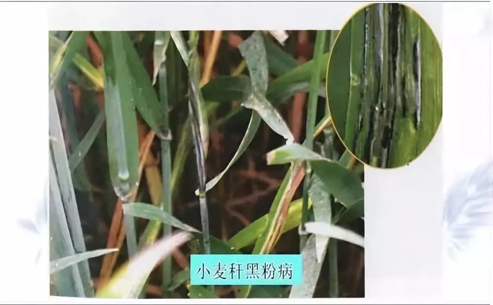 小麦《14种小麦病虫害图片,另有防治技术(收藏备用》