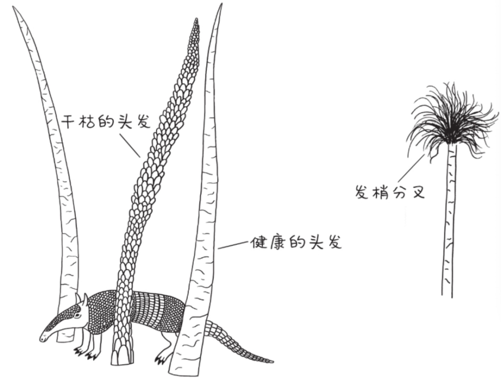 周末特刊丨每天掉100根头发正常吗?