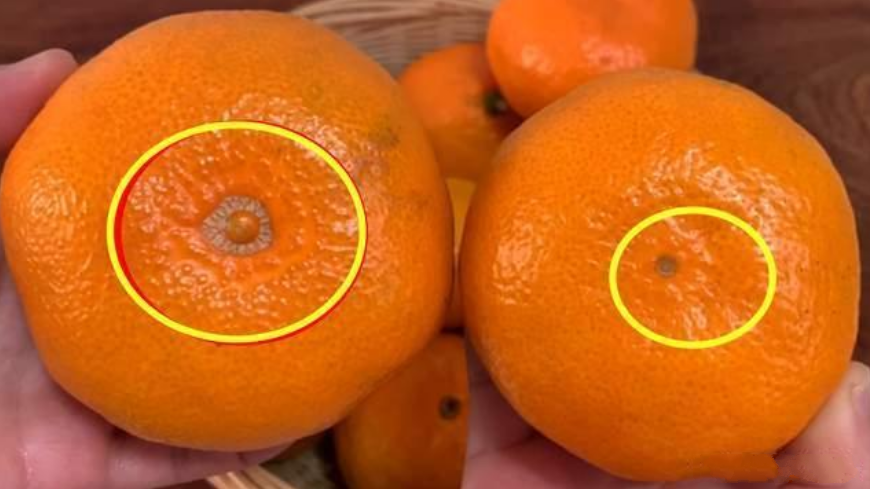 买橘子时,一定要挑"母"的,牢记这3点,保准桔子又甜又好吃