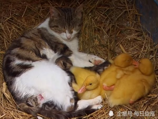 梦境迷踪，解析梦见五步蛇吃猫和鸭子的深层含义