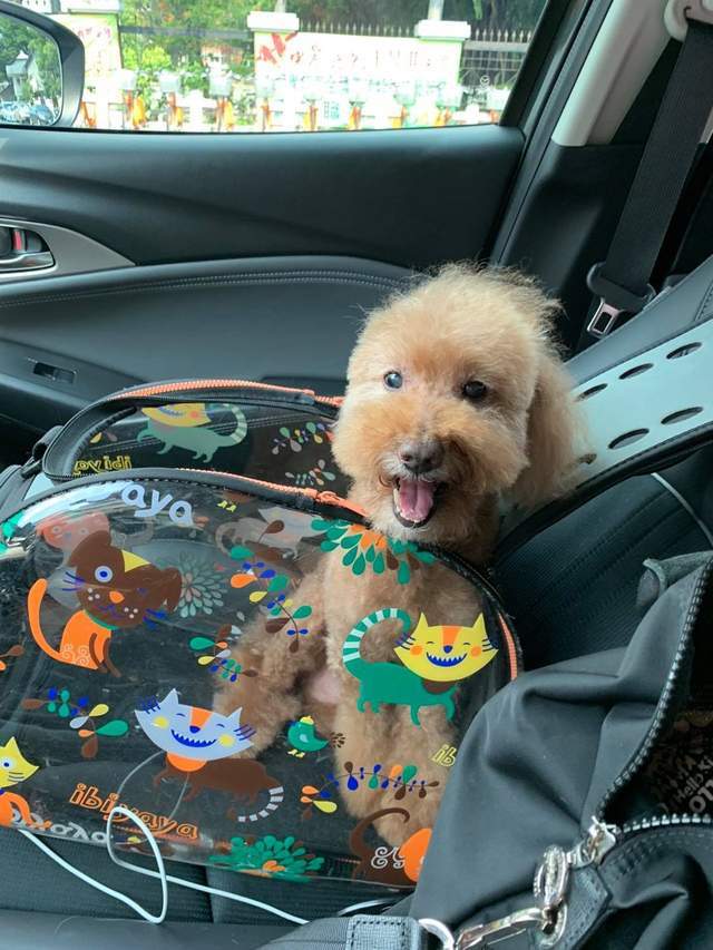 起床看到狗狗弄得满地屎,主人却很心疼:它不是故意的