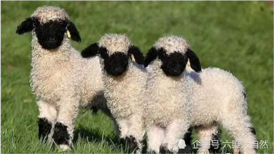 种让人看不见五官的羊,本是食用羊和收集羊毛,却由于太可爱成为宠物羊