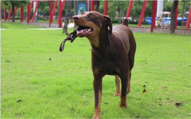 凶悍西装暴徒杜宾犬难以驾驭的狗狗