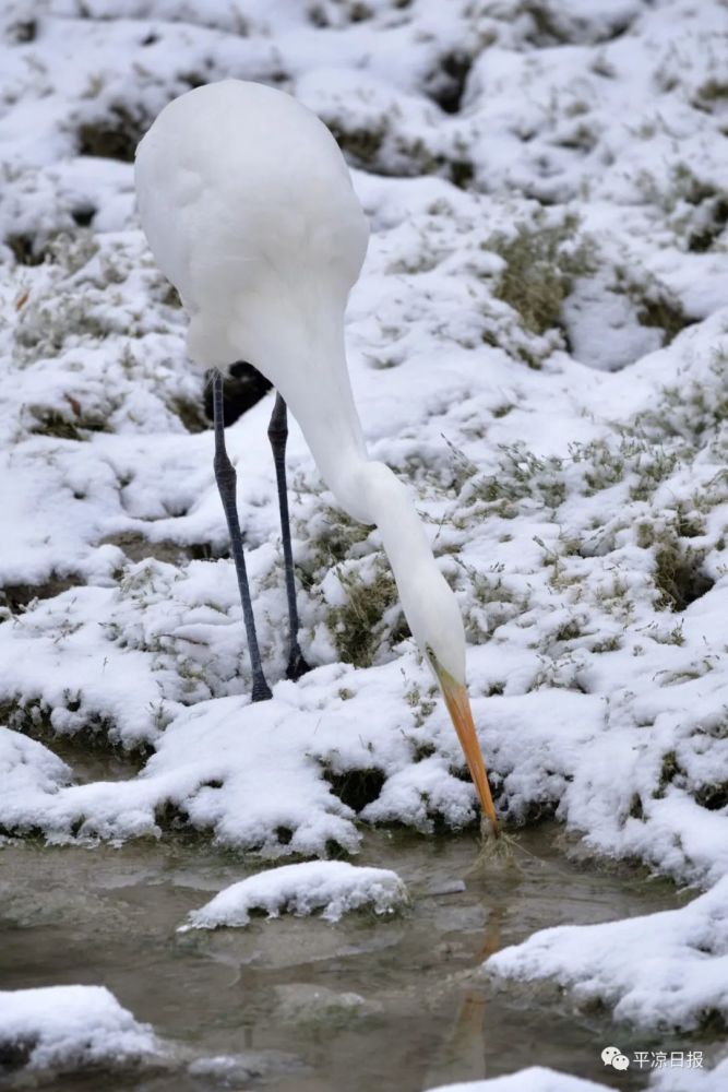 图说丨白鹭立雪萌化东湖