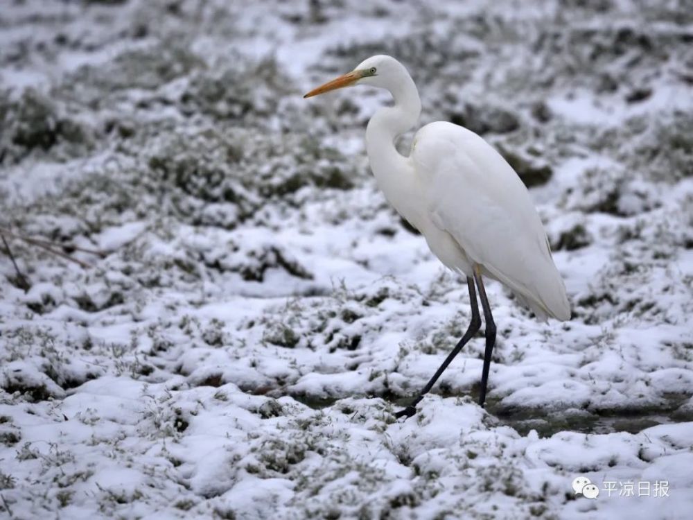 图说丨白鹭立雪萌化东湖