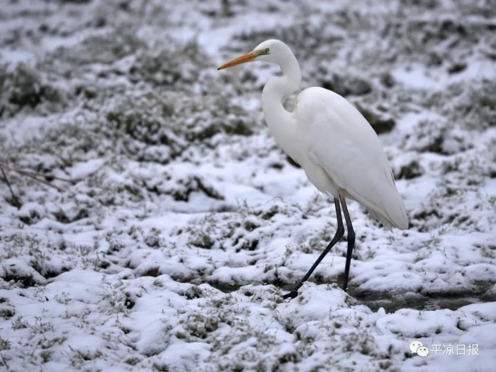 图说丨白鹭立雪 萌化东湖