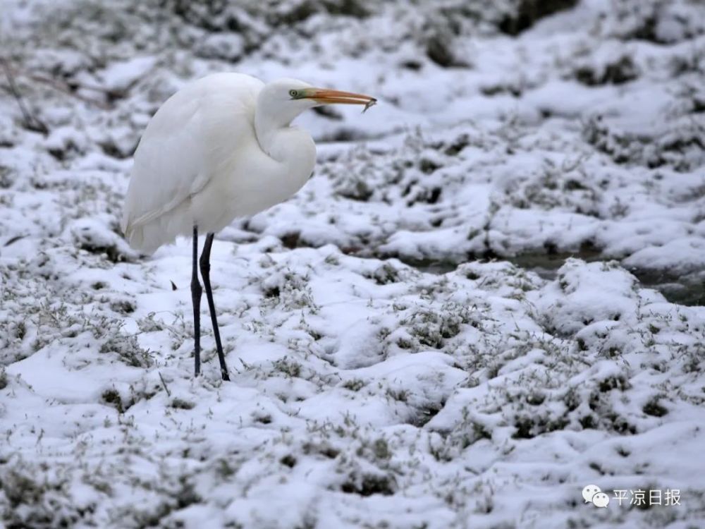 图说丨白鹭立雪萌化东湖