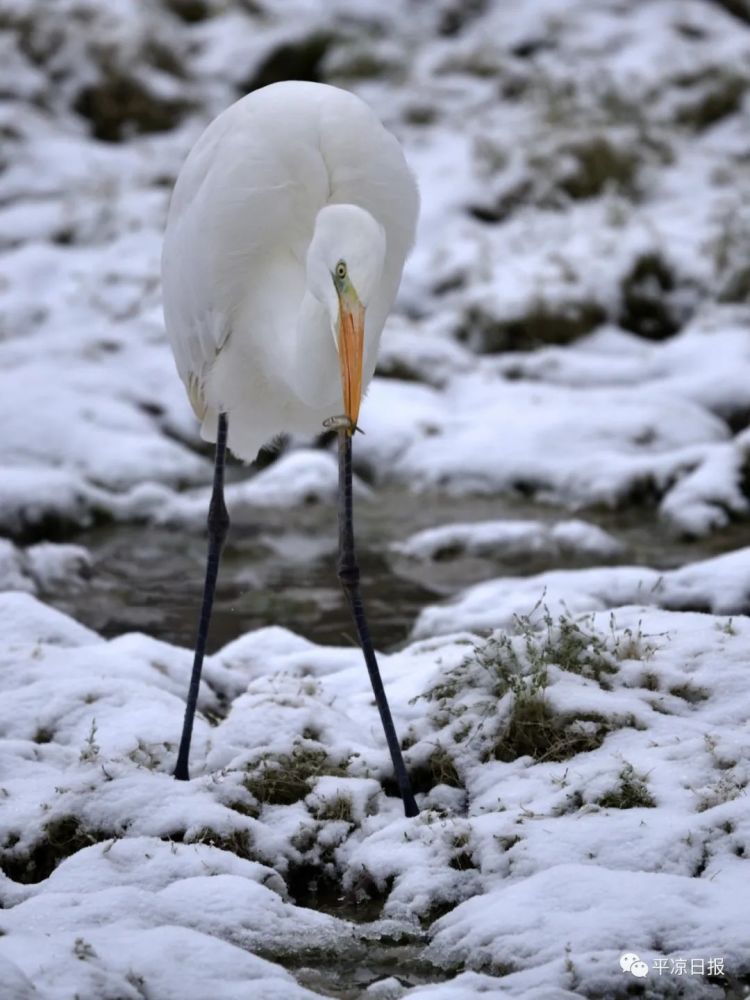 图说丨白鹭立雪萌化东湖