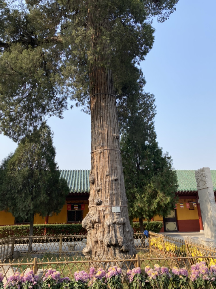 邢台玉泉禅寺院内违章乱建,严重破坏整体布局!