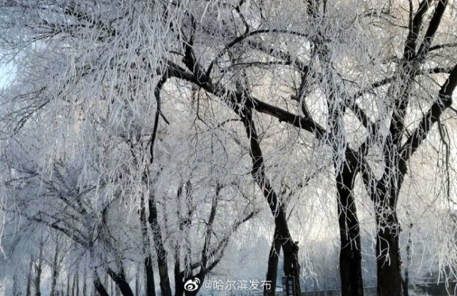 雪树银花 雾凇扮靓冰城