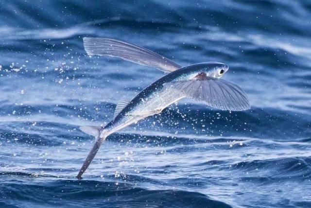 男子海钓从水里捕获一条带"翅膀"的鱼?它到底能不能飞