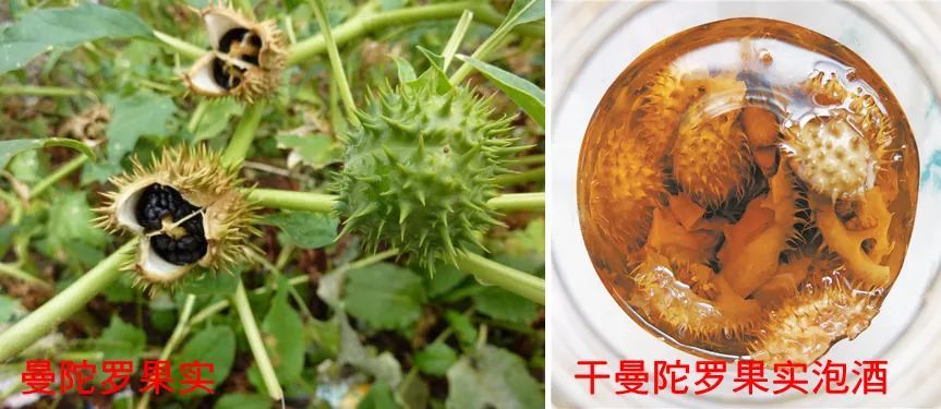 小编咨询了我院中医科专业中医师了解到,曼陀罗确实是一种国家统管的