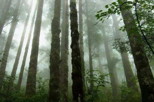 神龙架的原始森林最深处到底有什么未知生物呢?