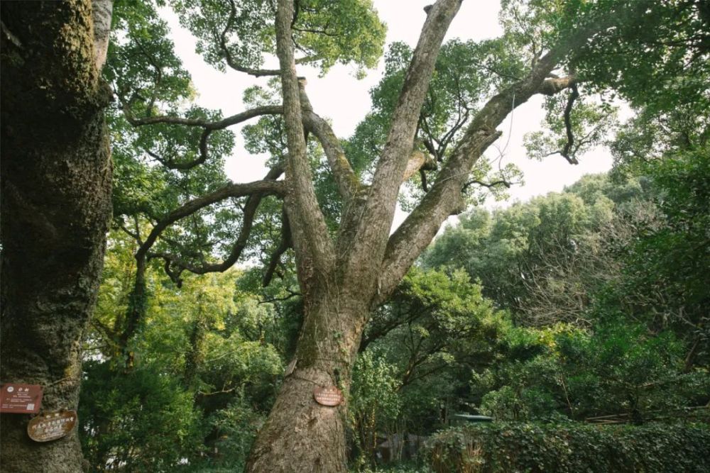 普陀山的"网红古迹,居然是一棵被誉为"世界香樟王"的千年古樟树