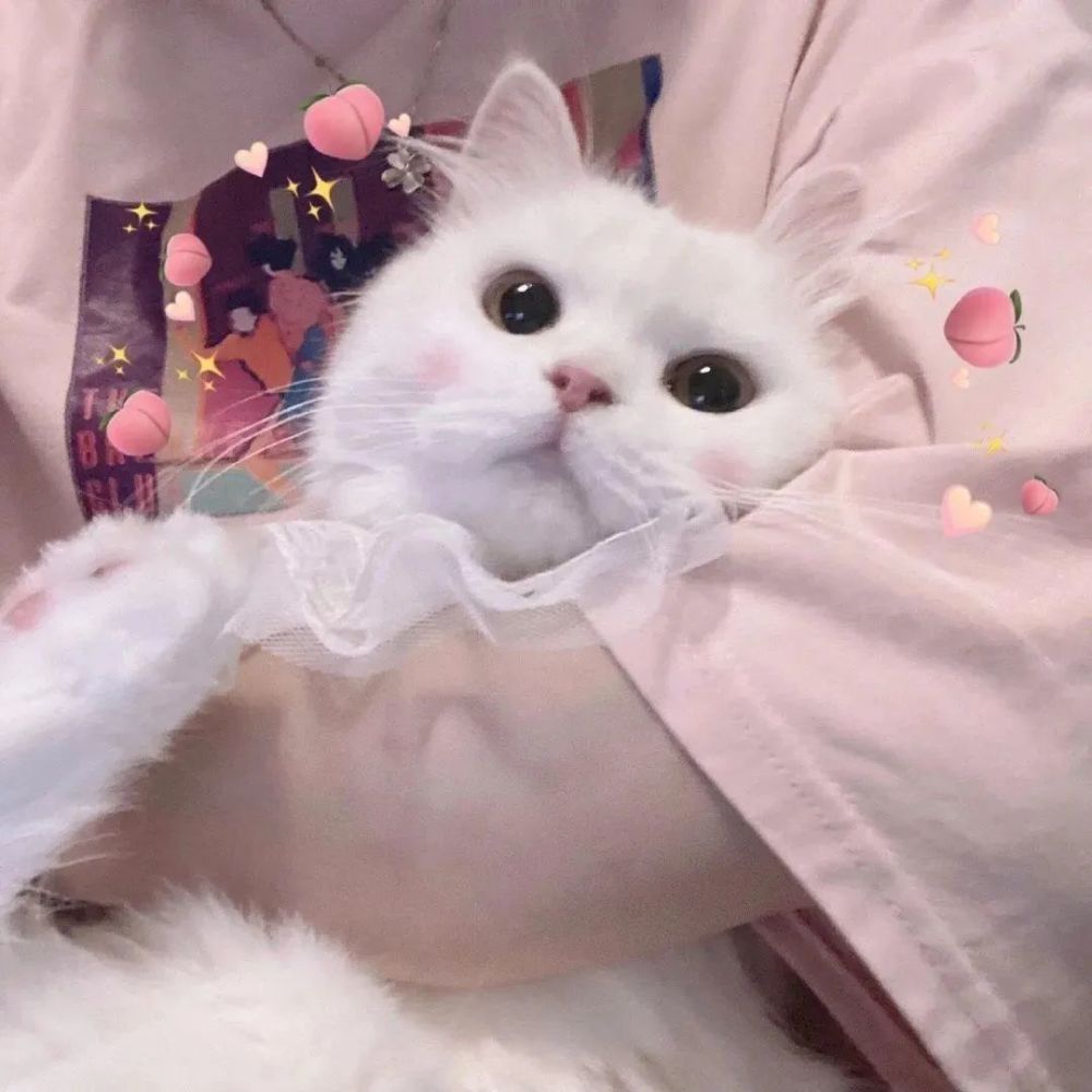 抱猫头像|爱意随风起却不随风散