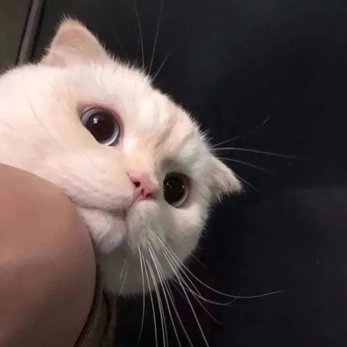 抱猫头像|爱意随风起却不随风散
