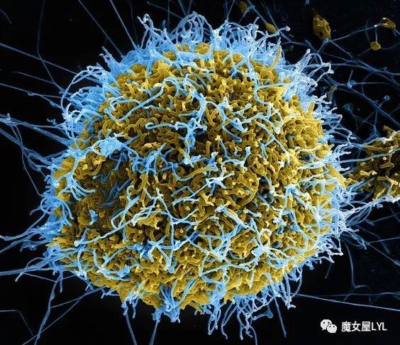 流感病毒可以经由咳嗽和打喷嚏来传播;诺罗病毒则可以通过手足口途径