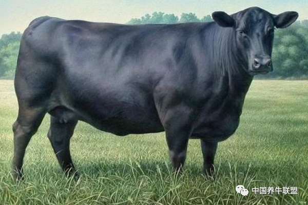 世界十大重型牛品种 契安尼娜牛体型最大,中国延边牛上榜