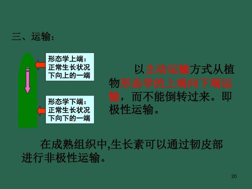 高中生物植物生长素微课精讲知识点课件教案习题