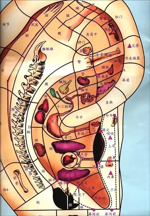 糖尿病患者多做做耳穴按摩