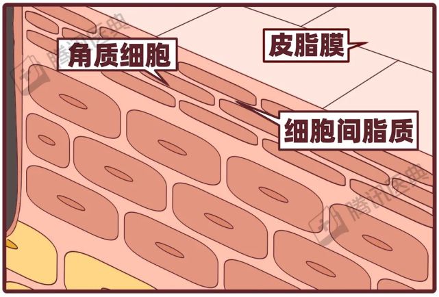 细胞间脂质形成皮脂膜下层是"砖墙结构"的角质层角质形成细胞产生的