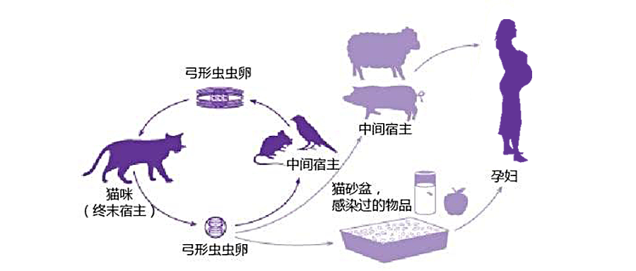 划重点怀孕能不能养猫真的会感染弓形虫吗