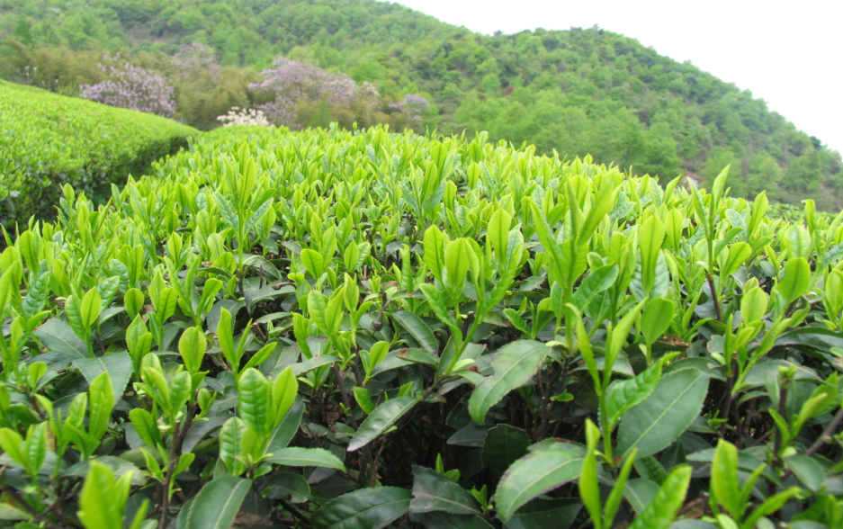 抹茶是用哪些茶树品种做的呢