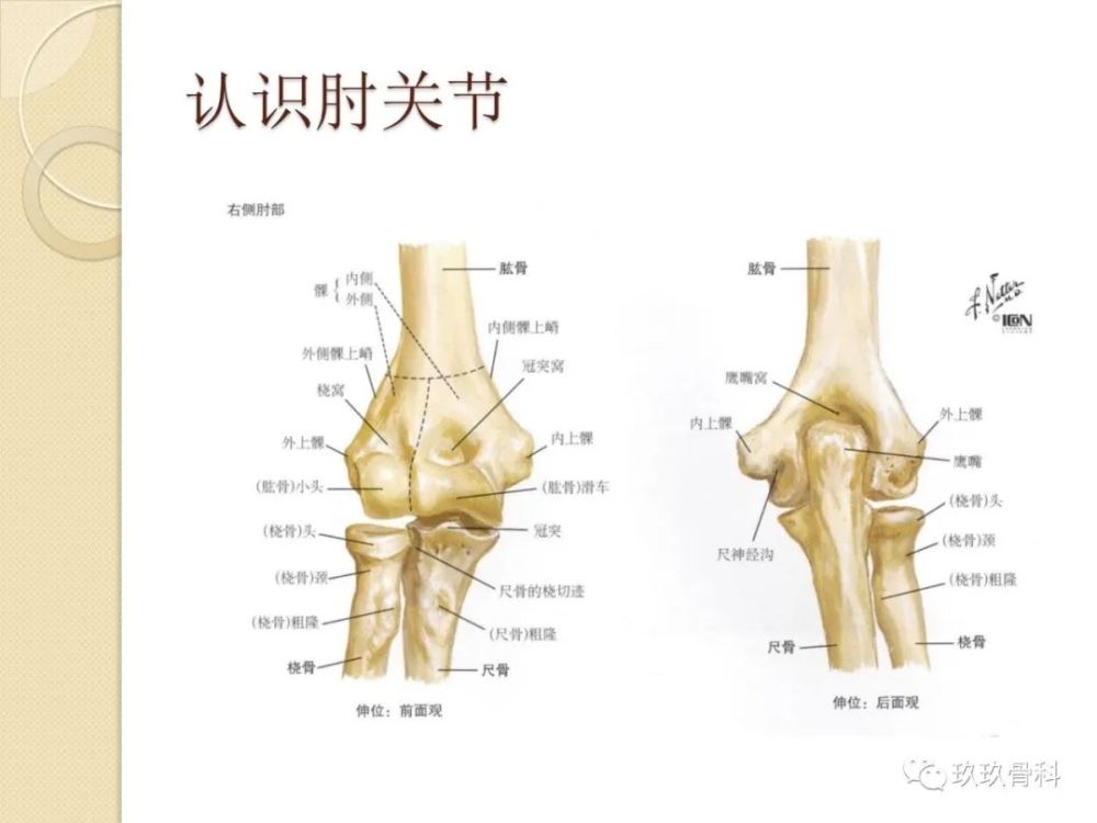 儿童常见肘关节骨折