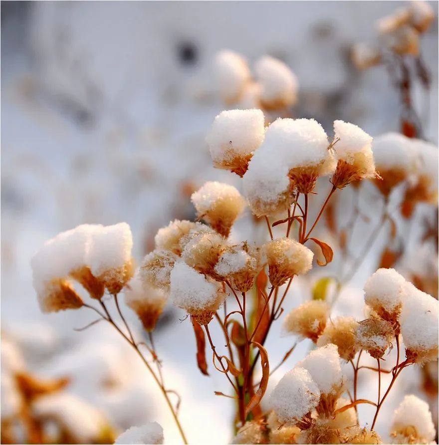 【诗词鉴赏】初雪来袭,关于雪的古诗美了整个冬天!