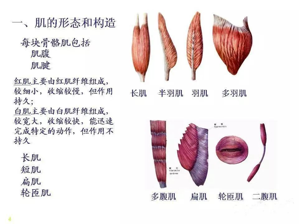 骨骼肌解剖图